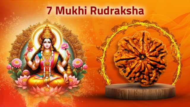 Seven Mukhi 7 Face Rudraksha Collection - Rudra Kailash