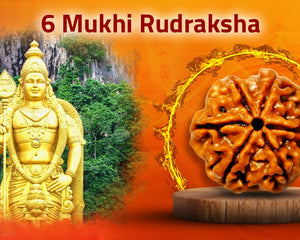 Six Mukhi 6 Face Rudraksha Collection - Rudra Kailash