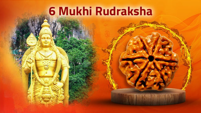 Six Mukhi 6 Face Rudraksha Collection - Rudra Kailash