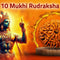 Ten Mukhi 10 Face Rudraksha Collections - Rudra Kailash