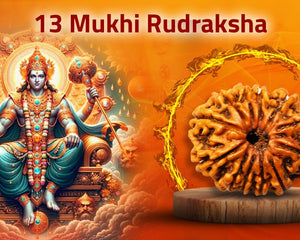 Thirteen Mukhi 13 Face Rudraksha - Collection - Rudra Kailash