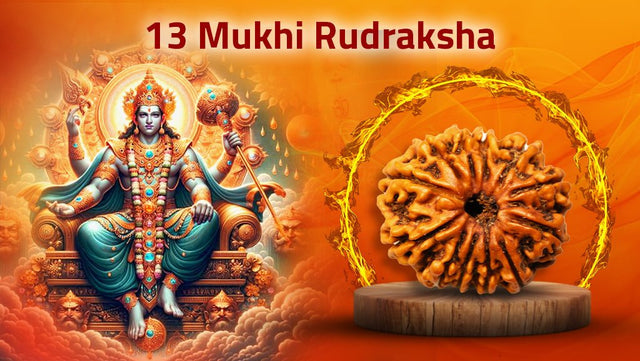 Thirteen Mukhi 13 Face Rudraksha - Collection - Rudra Kailash