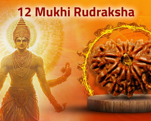 Twelve Mukhi 12 Face Rudraksha | Collection - Rudra Kailash