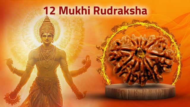Twelve Mukhi 12 Face Rudraksha | Collection - Rudra Kailash