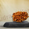 Two Mukhi 2 Face Rudraksha (Himalayan) - Rudra Kailash