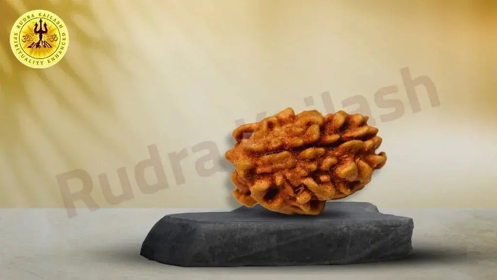 Two Mukhi 2 Face Rudraksha (Himalayan) - Rudra Kailash
