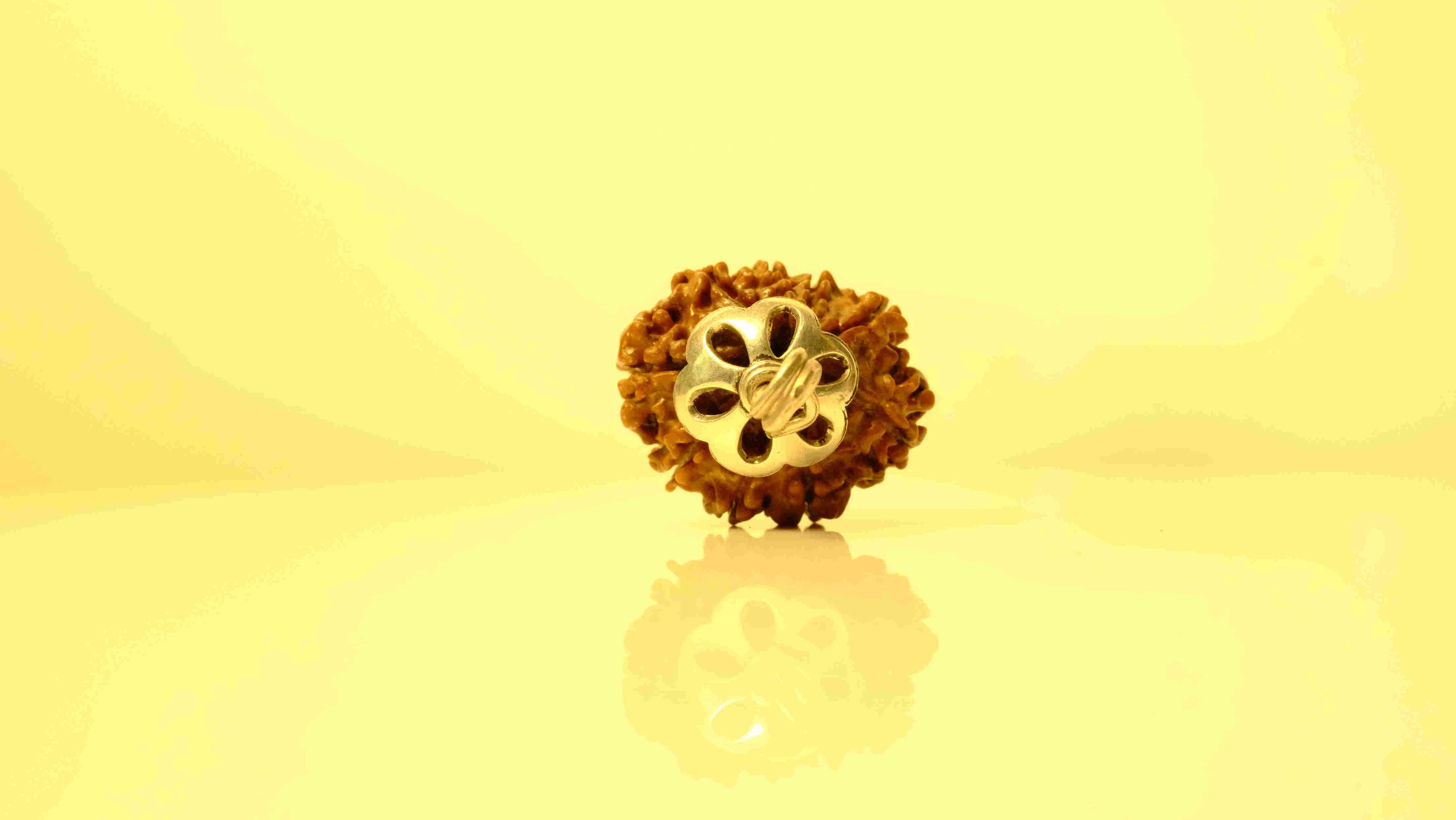 10 Mukhi Nepali Rudraksha with Silver Capping