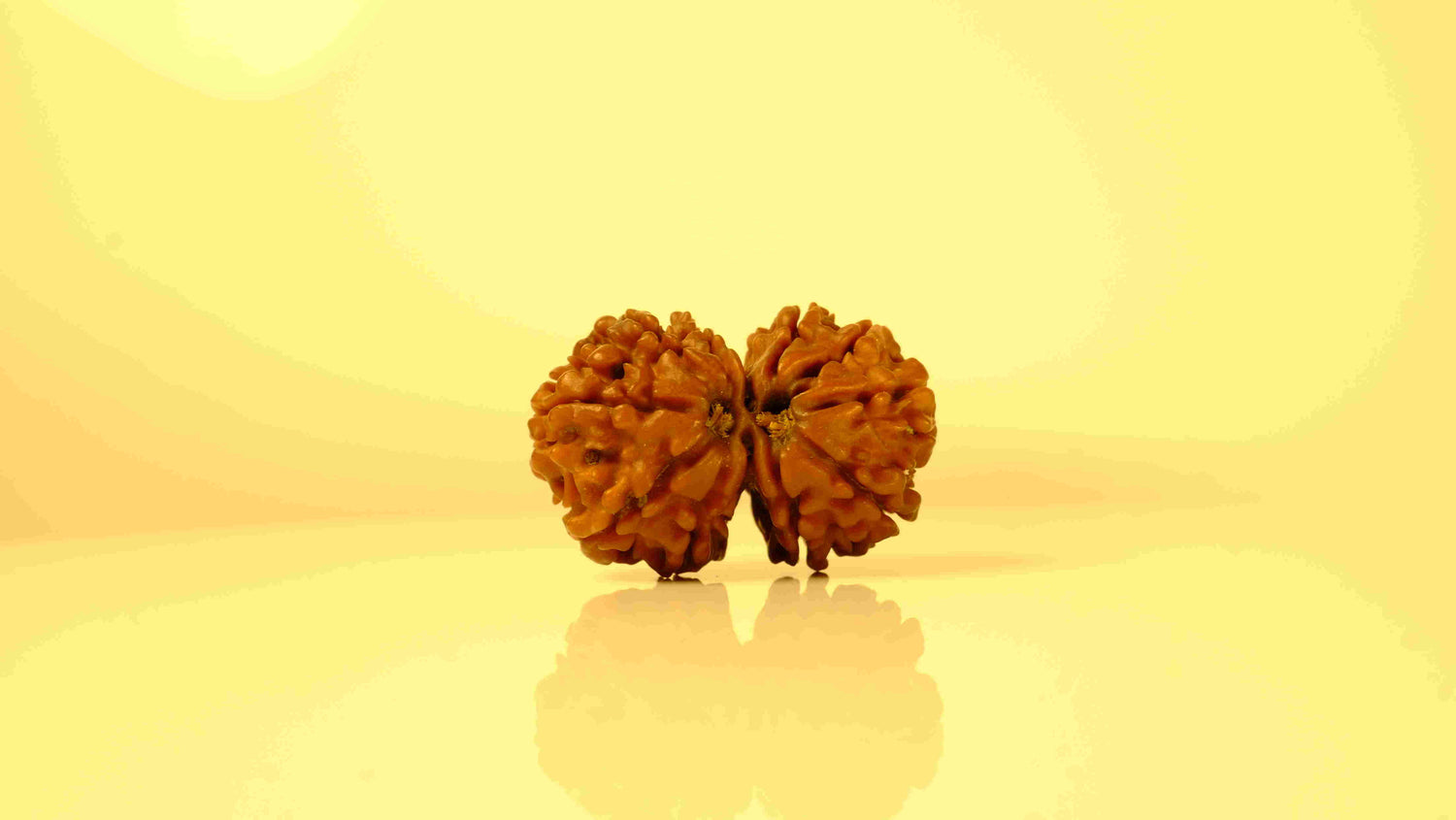 गौरी शंकर रुद्राक्ष - मध्यम