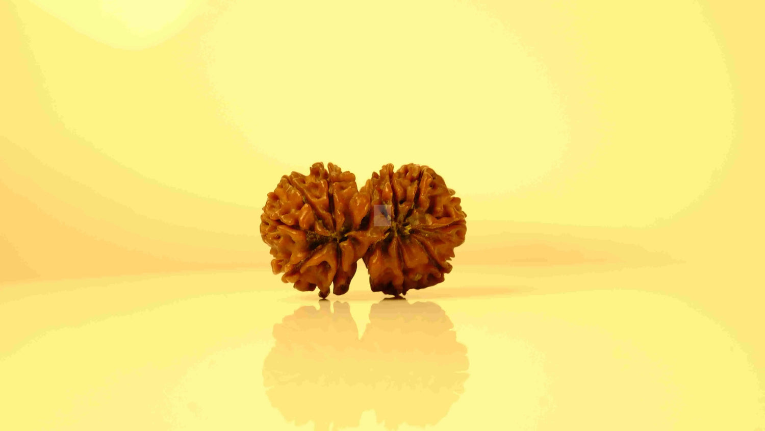 Gauri Shankar Rudraksha | Lab certified, X-ray verified, natural Nepali Rudraksha Rudra Kailash