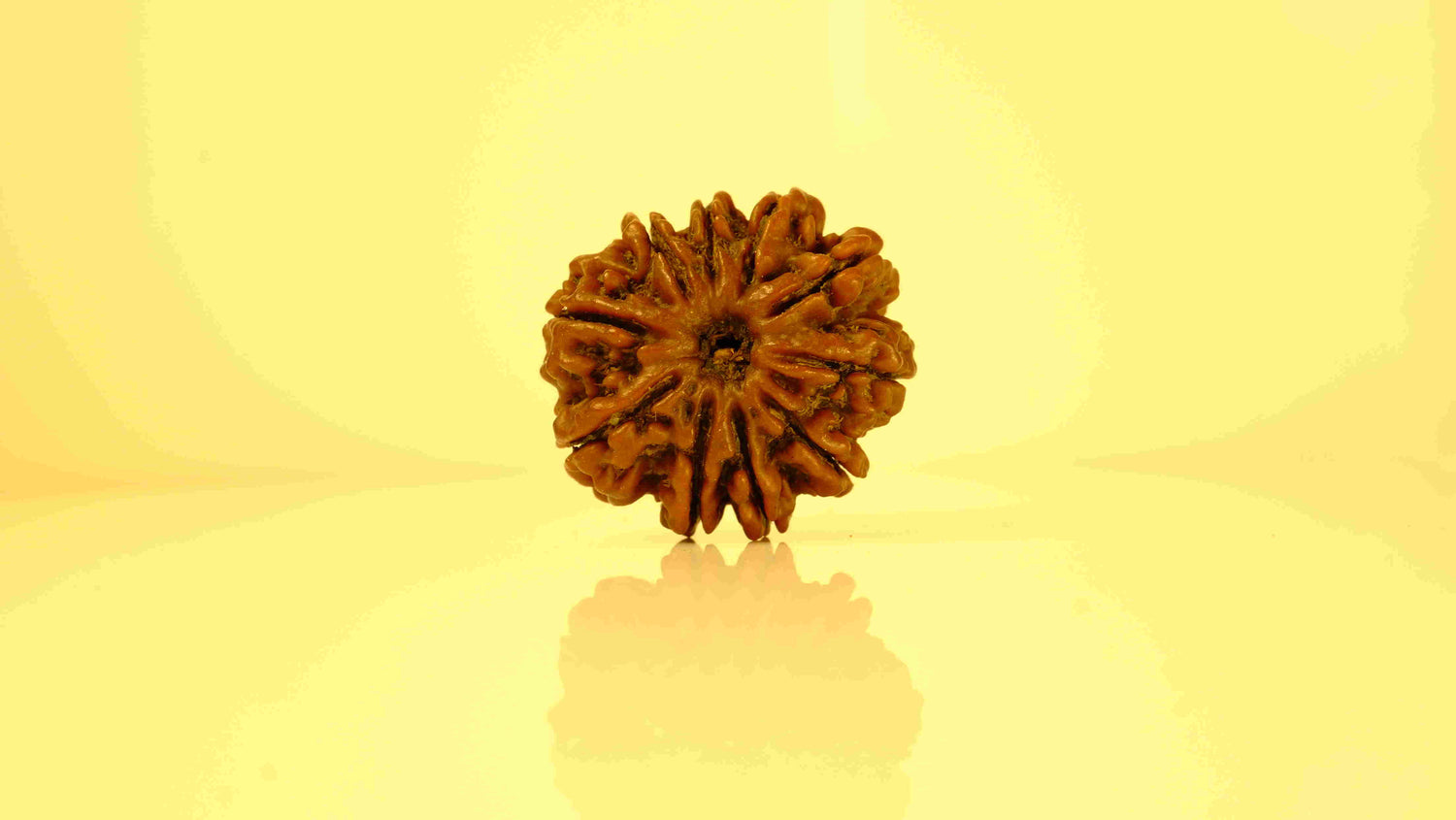 10 Mukhi Rudraksha