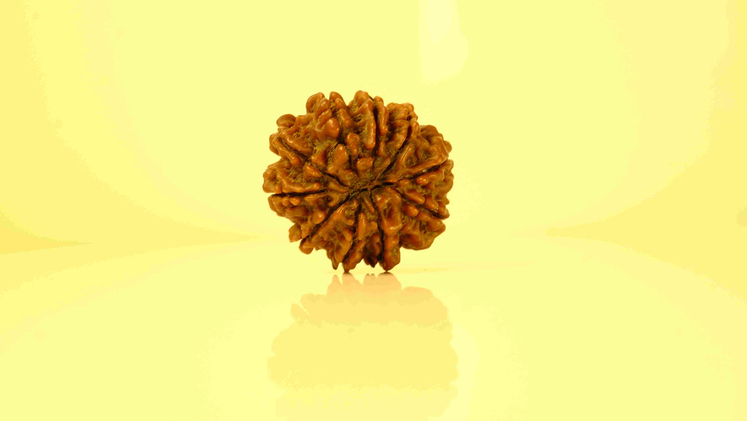 10 Mukhi Rudraksha
