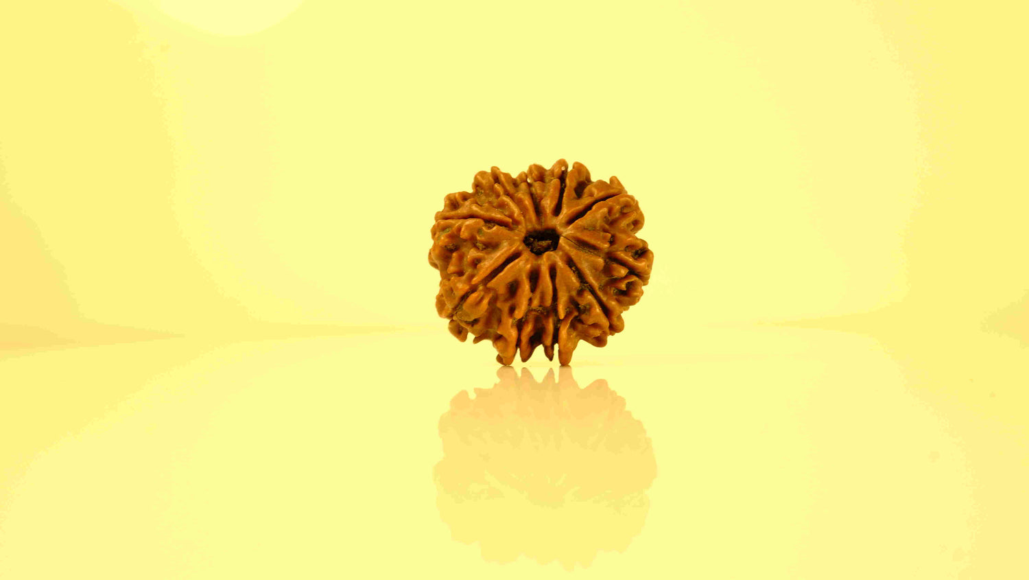 10 Mukhi Rudraksha