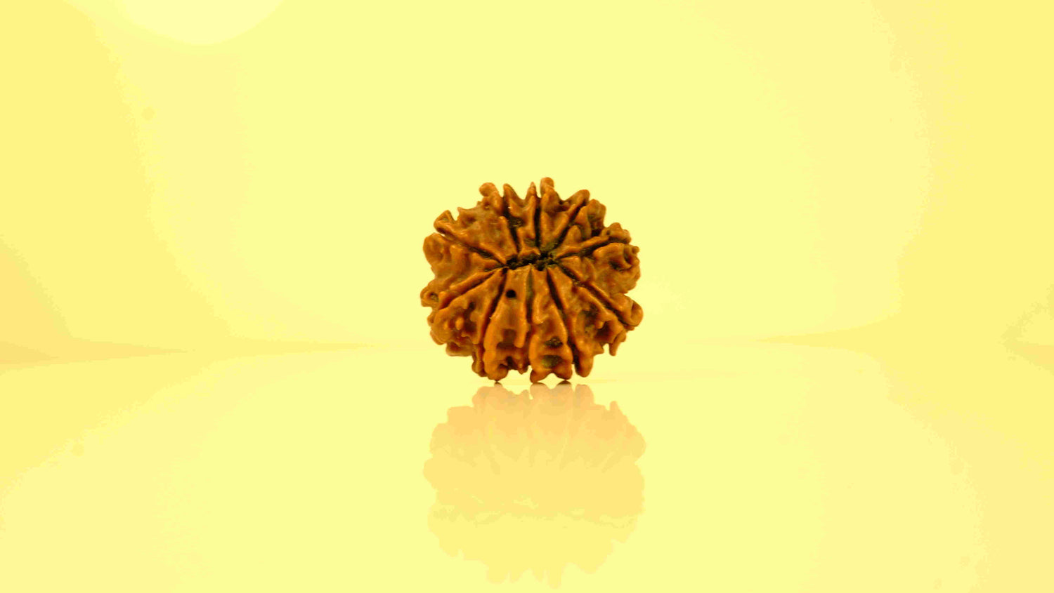 10 Mukhi Rudraksha