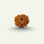 10 Mukhi Rudraksha Rudra Kailash