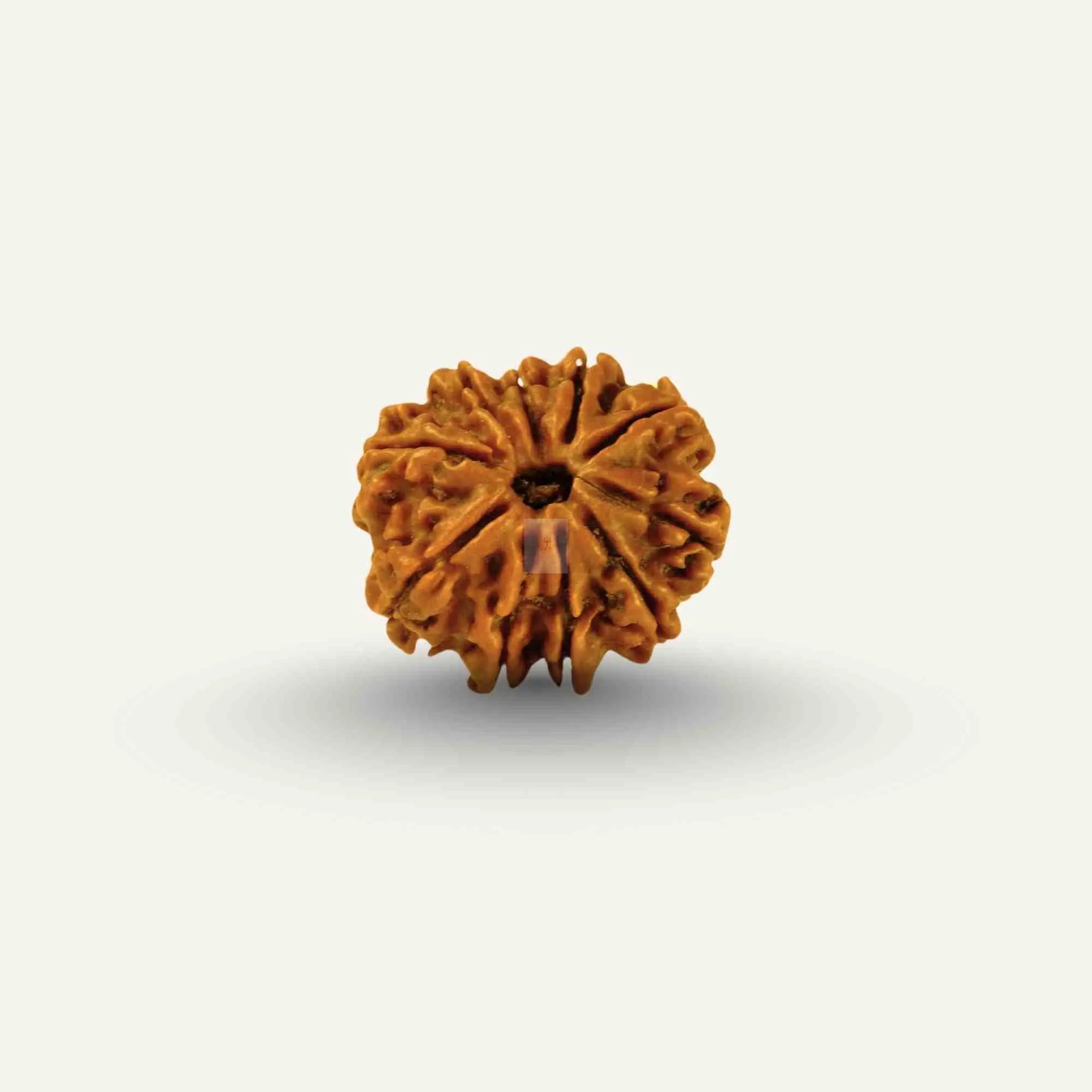 10 Mukhi Rudraksha Rudra Kailash