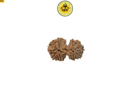 11 Mukhi Gowri Shankar Rudraksha 31mm | Symbol of Divine Union, Enhances Relationships. - Rudra Kailash