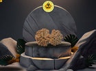 11 Mukhi Gowri Shankar Rudraksha 31mm | Symbol of Divine Union, Enhances Relationships. - Rudra Kailash