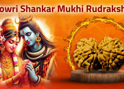 11 Mukhi Gowri Shankar Rudraksha 31mm | Symbol of Divine Union, Enhances Relationships. - Rudra Kailash