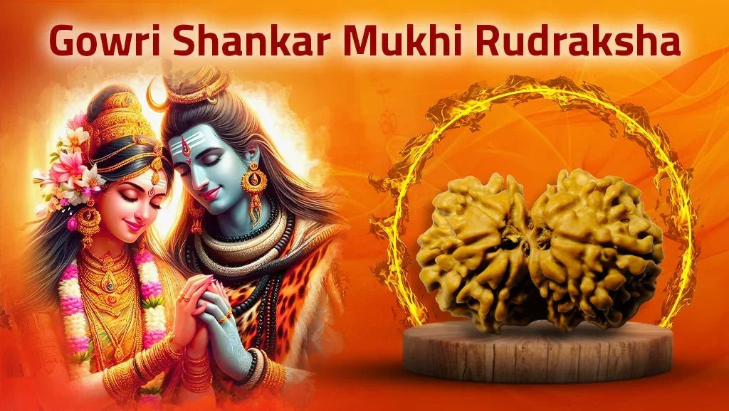 11 Mukhi Gowri Shankar Rudraksha 31mm | Symbol of Divine Union, Enhances Relationships. - Rudra Kailash