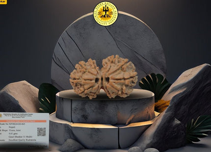 11 Mukhi Gowri Shankar Rudraksha 31mm | Symbol of Divine Union, Enhances Relationships. - Rudra Kailash