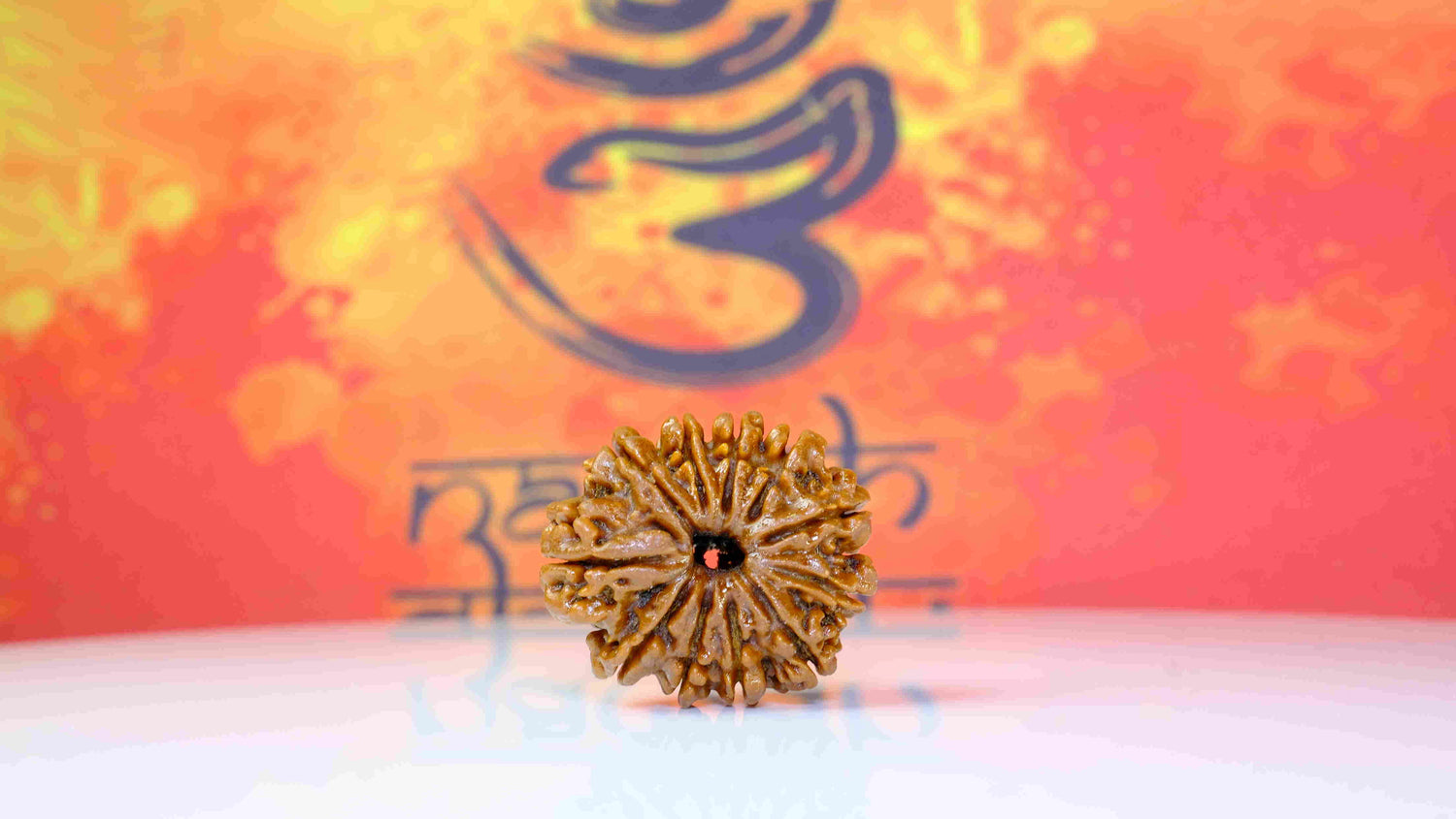 11 Mukhi Rudraksha