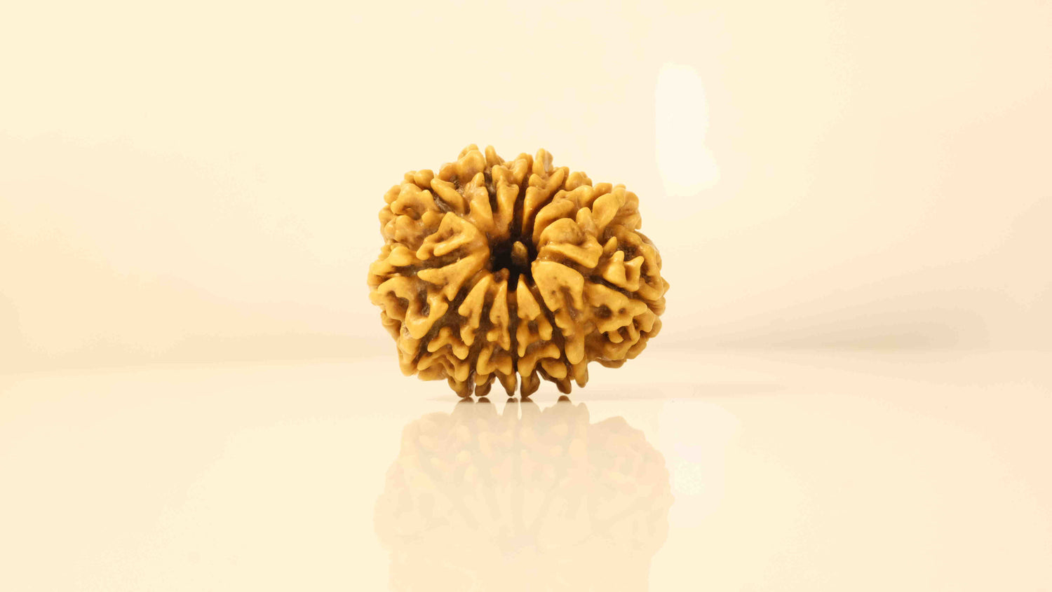 11 Mukhi Rudraksha Premium Collector: Lord Hanuman Power, Boosts Willpower, Concentration