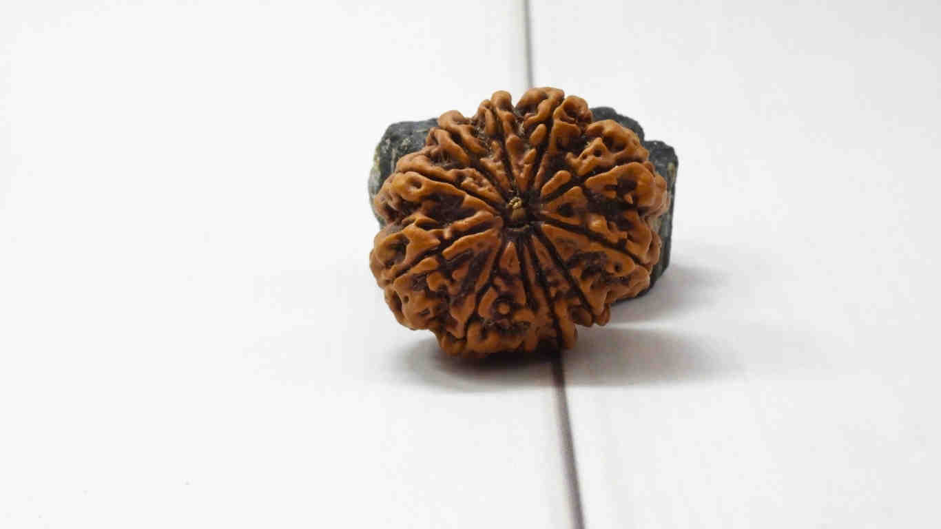 12 Mukhi Rudraksha Premium Collector – Energy, Decision Making and Leadership