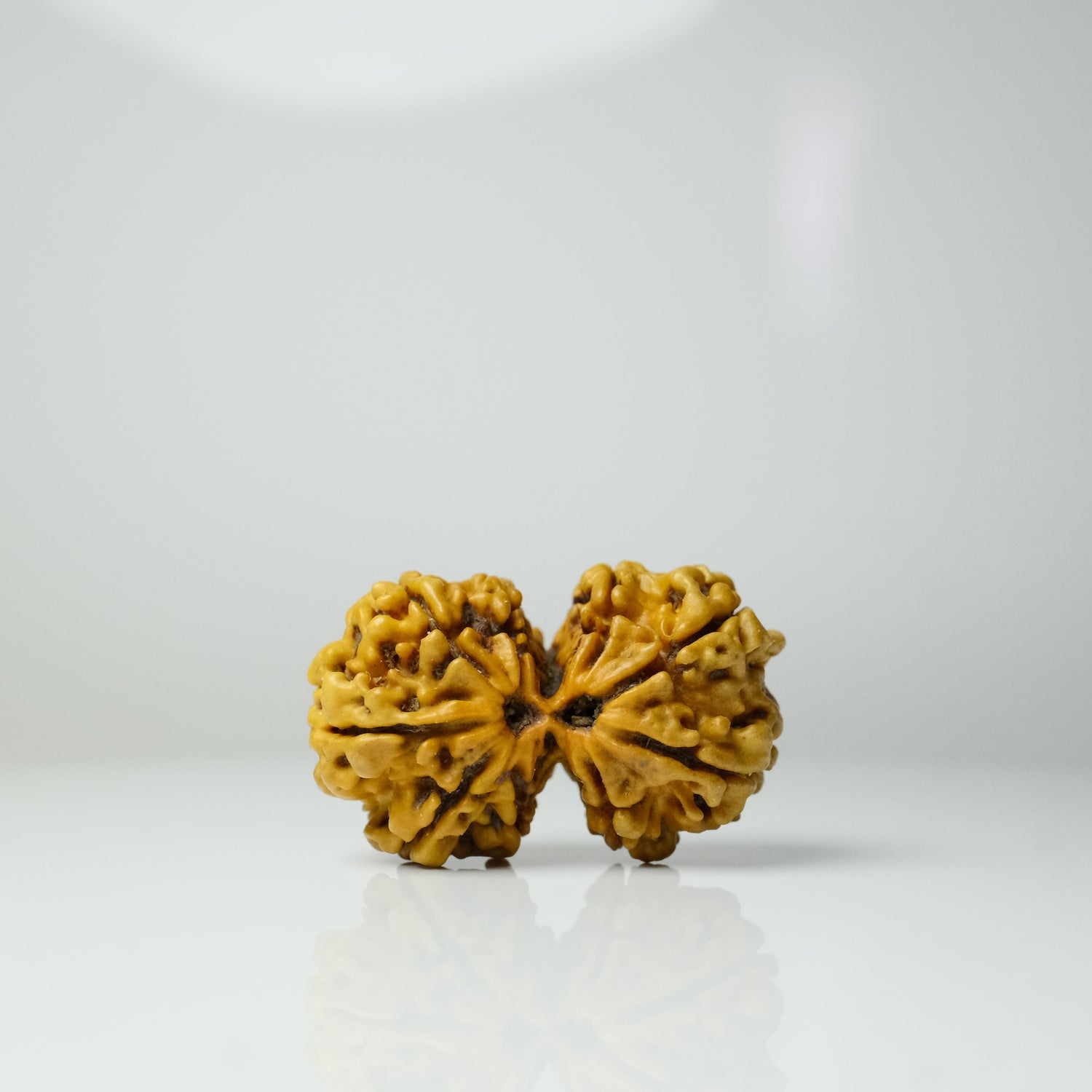 9 Mukhi Gauri Shankar Rudraksha | Symbol of Divine Union Relationship Harmony