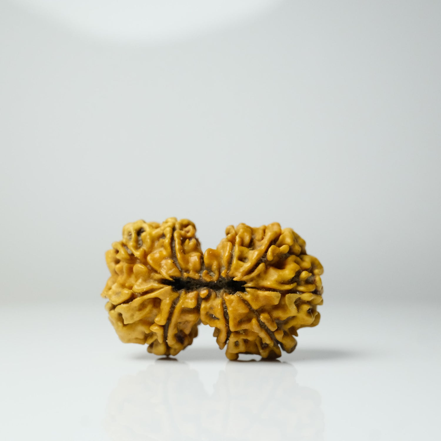 9 Mukhi Gauri Shankar Rudraksha | Symbol of Divine Union Relationship Harmony