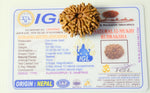 12 Mukhi Rudraksha Rudra Kailash
