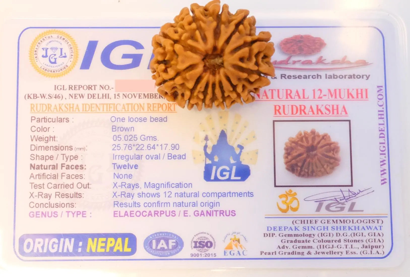 12 Mukhi Rudraksha Rudra Kailash