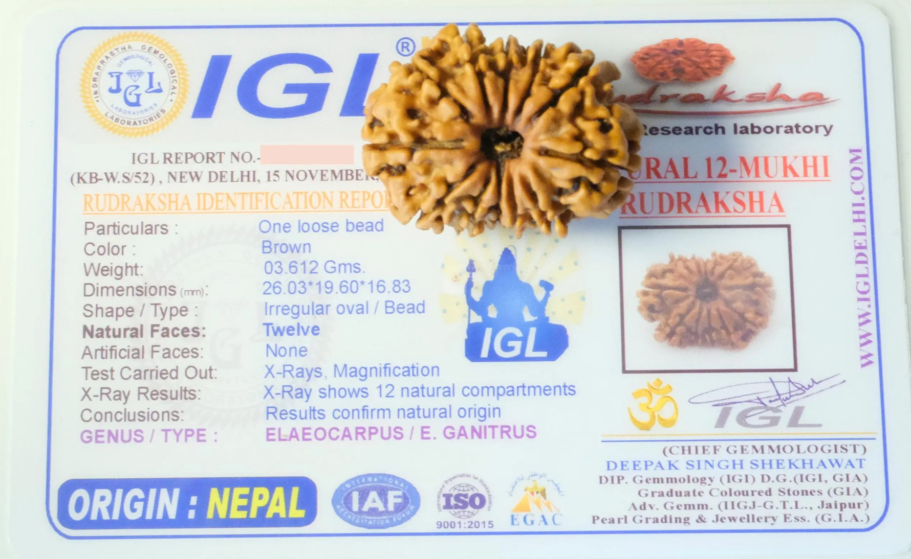 12 Mukhi Rudraksha Rudra Kailash