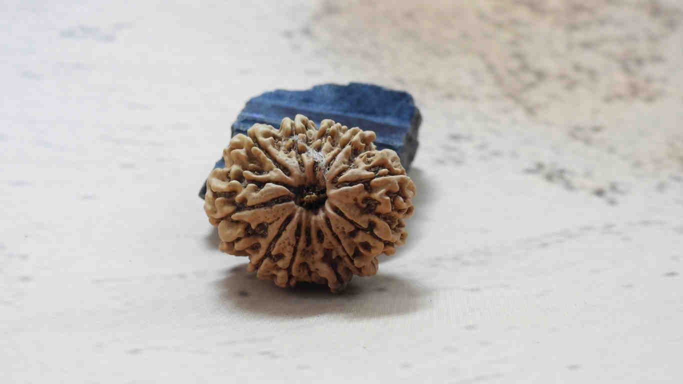 12 Mukhi Rudraksha