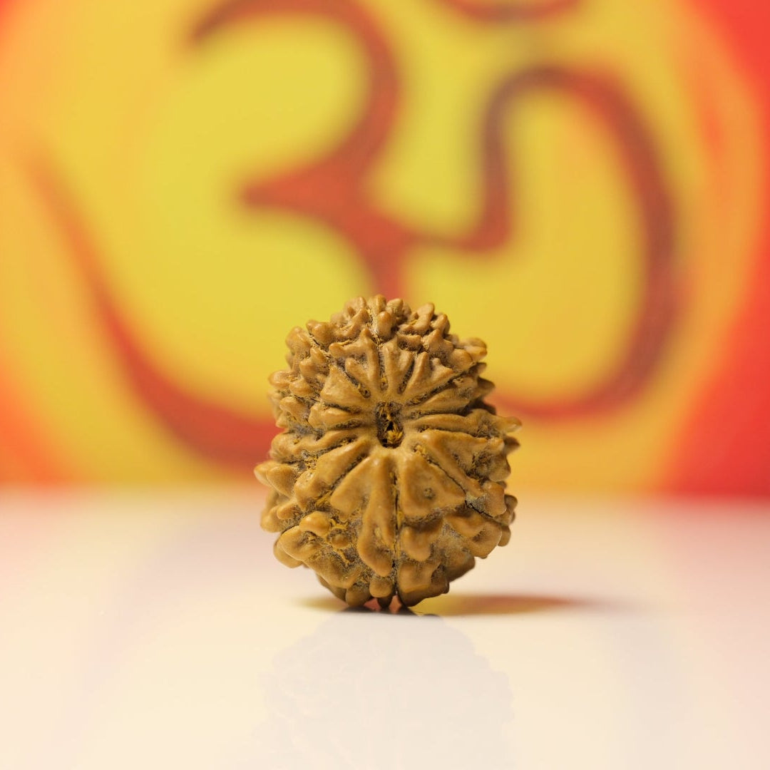 12 Mukhi Original Nepali Rudraksha Regular Size I