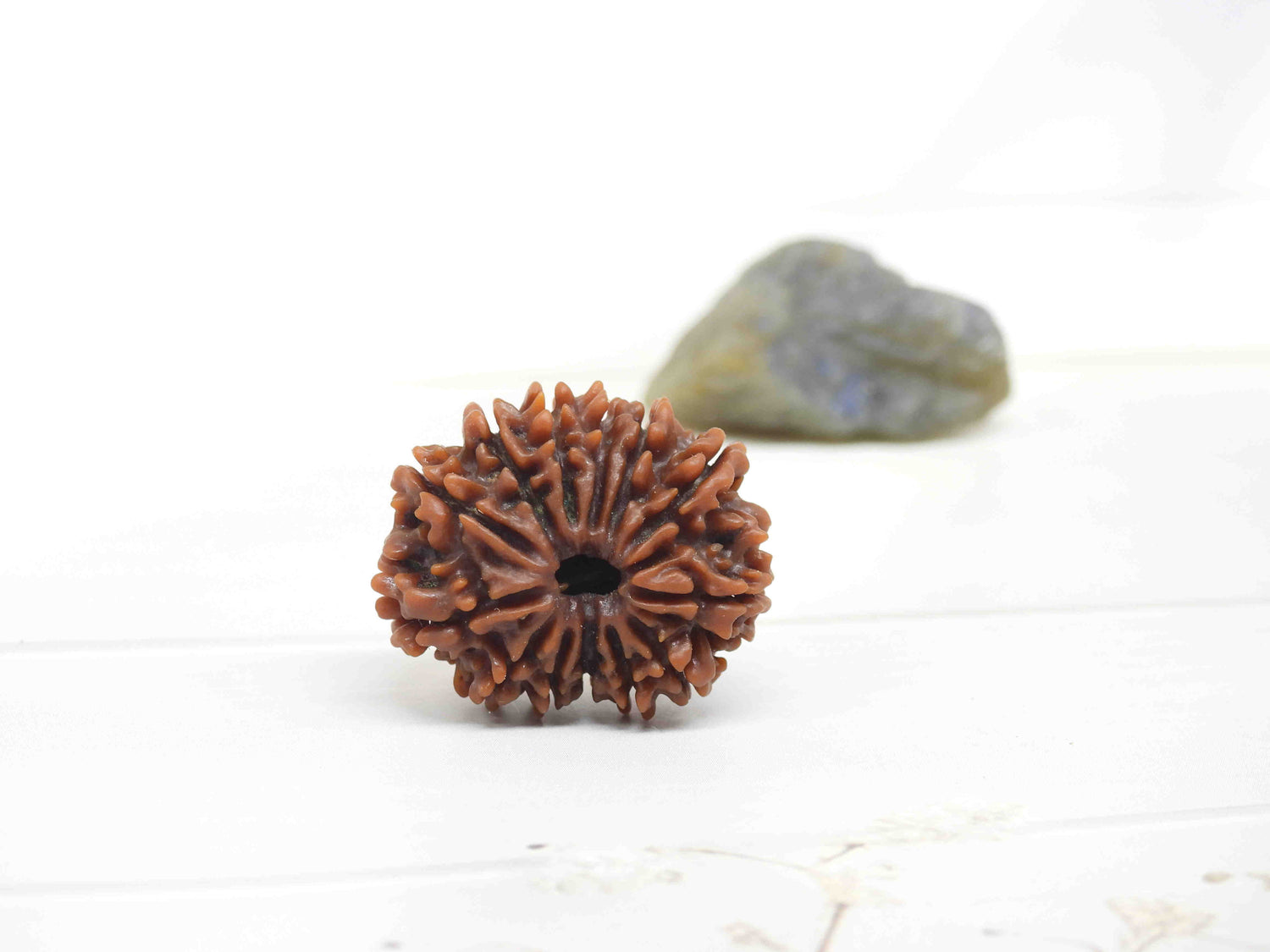13 Mukhi Rudraksha