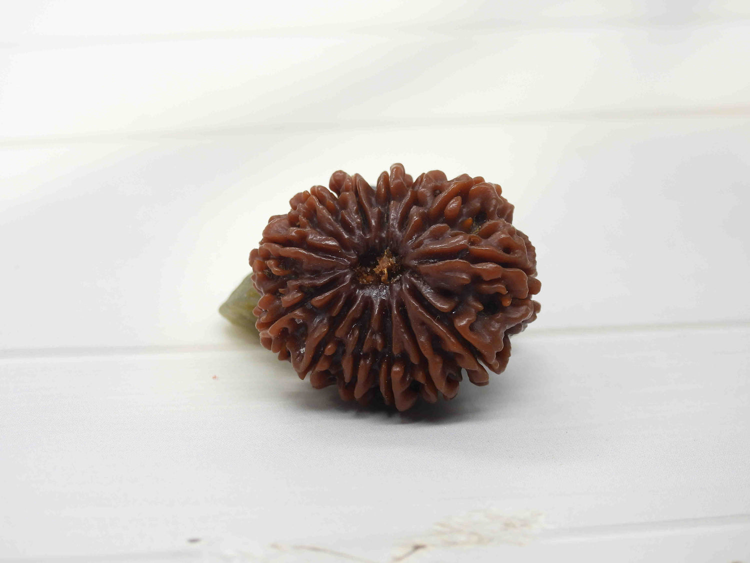 13 Mukhi Rudraksha