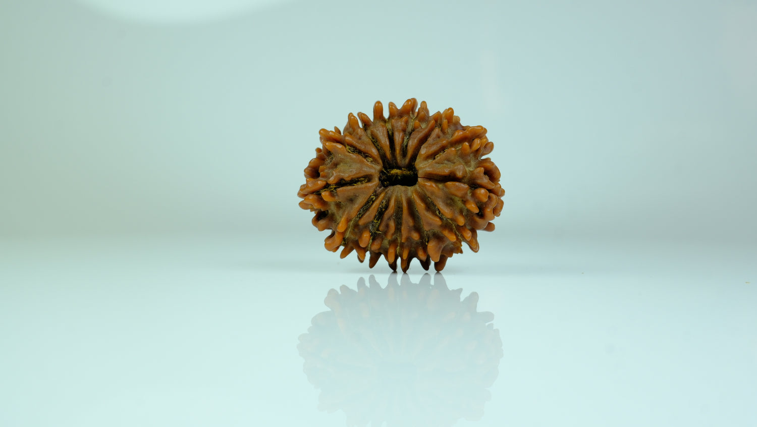 13 Mukhi Rudraksha