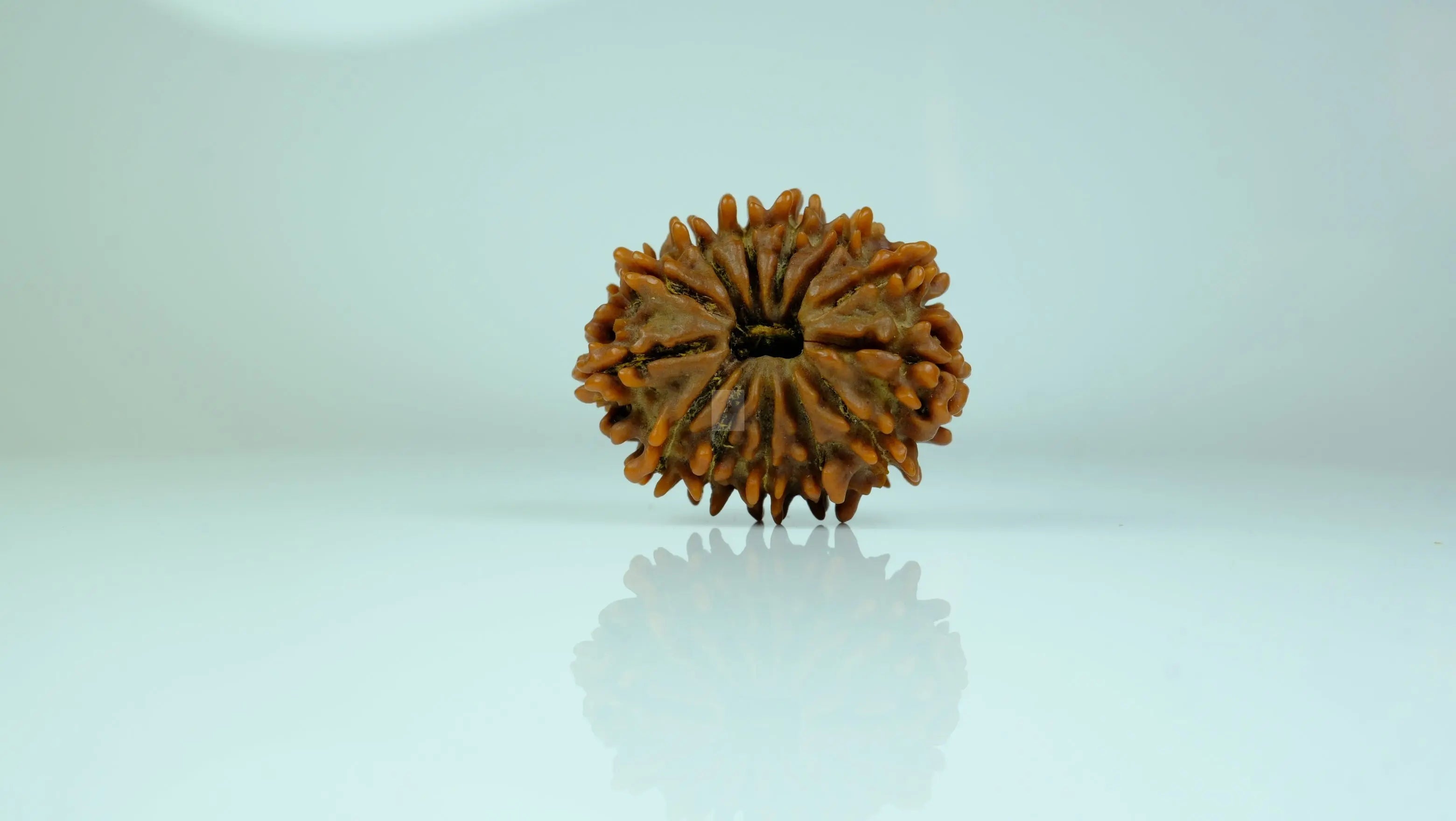 13 Mukhi Rudraksha Rudra Kailash