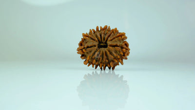 13 Mukhi Rudraksha Premium Collector | Attraction, Prosperity and Desire Fulfillment Rudra Kailash