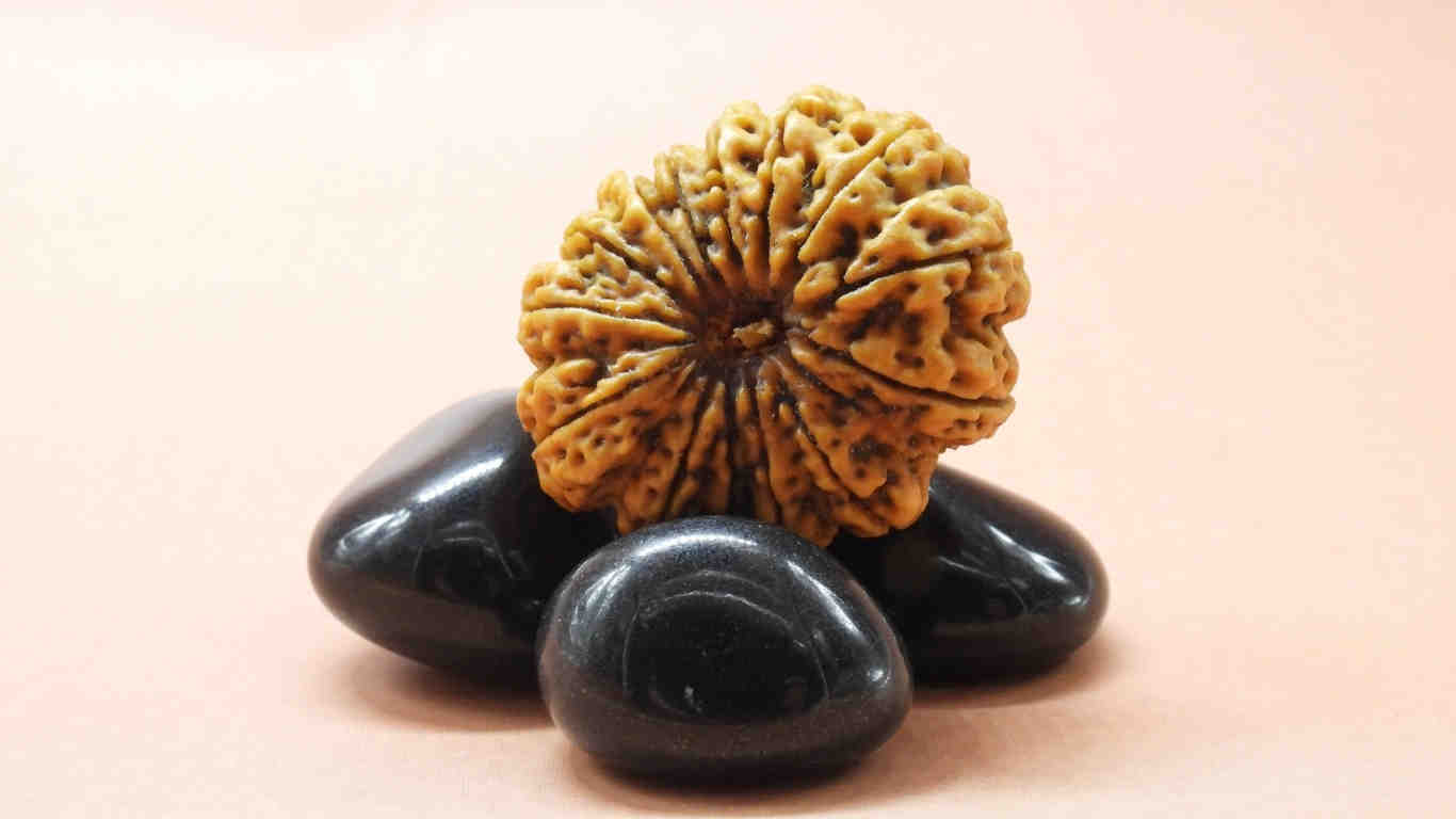 14 Mukhi Rudraksha