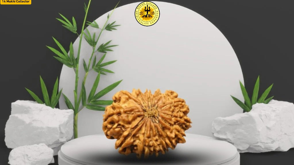 Fourteen Mukhi Pure Nepali 14 Face Rudraksha - Collector