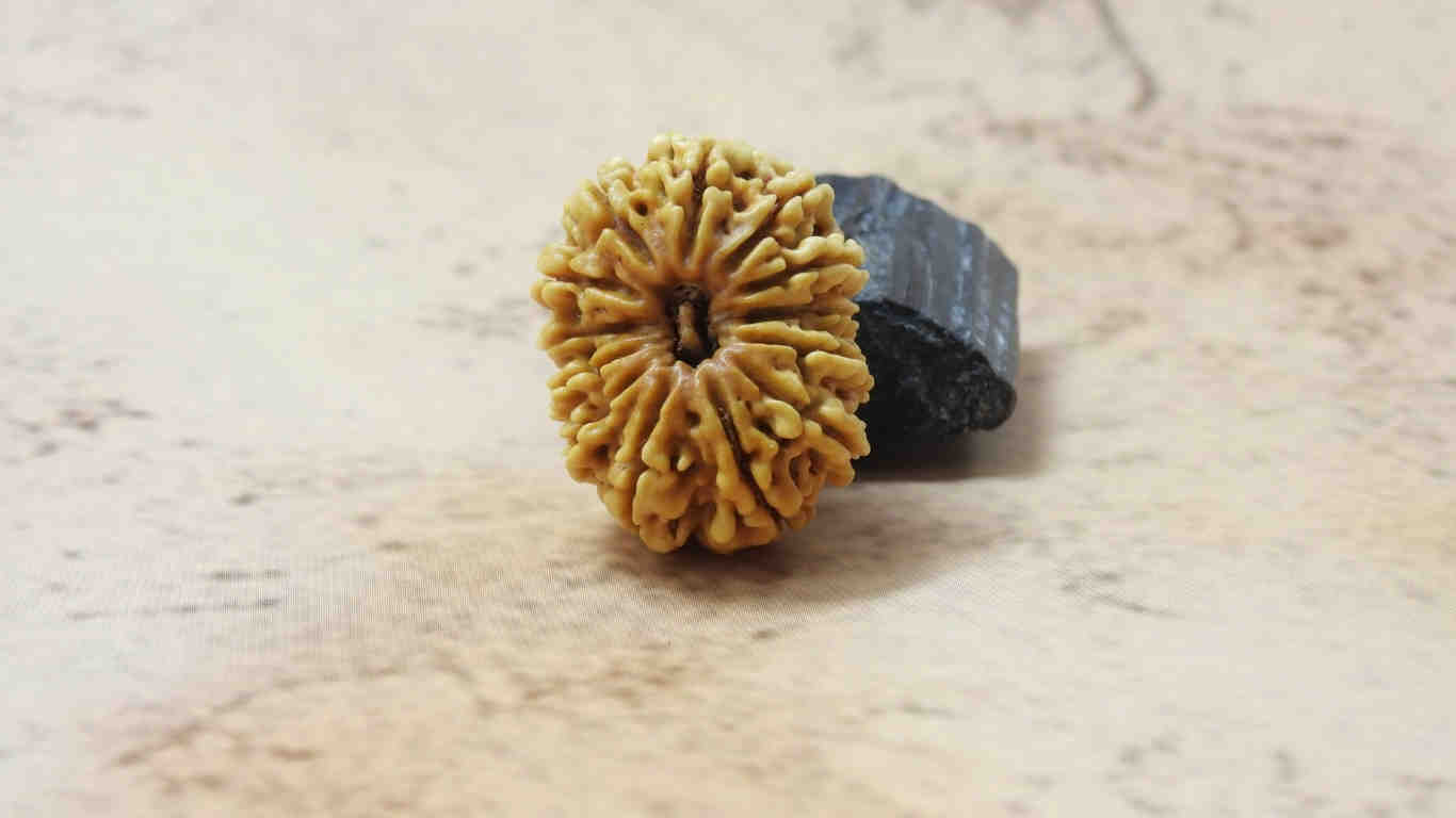 பதினான்கு முகி நேபாளி ருத்ராக்ஷ்