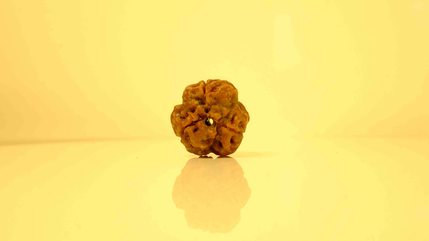 3 Mukhi Rudraksha