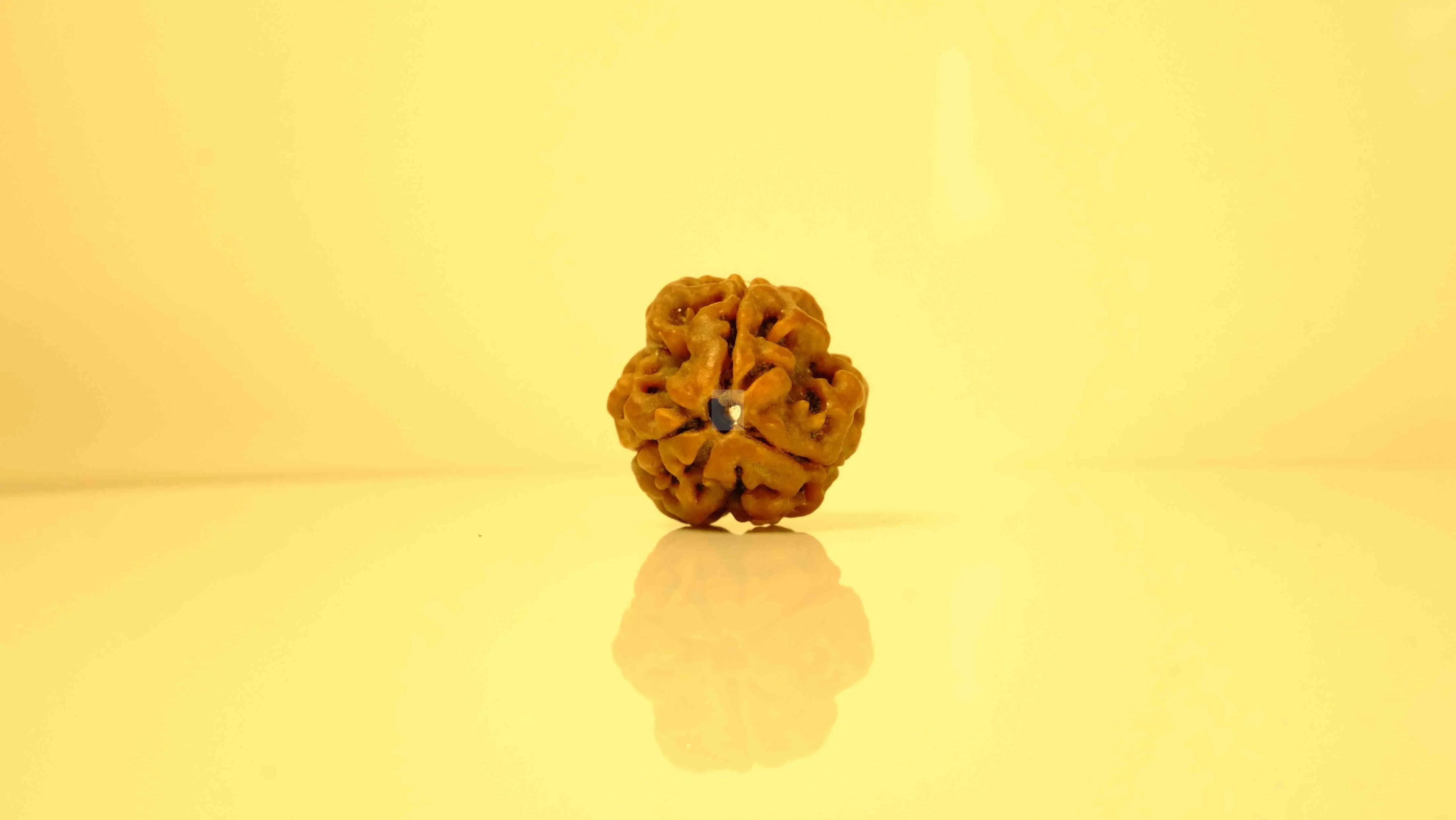 3 Mukhi Rudraksha – Original, Lab-Certified & Authenticated Rudra Kailash