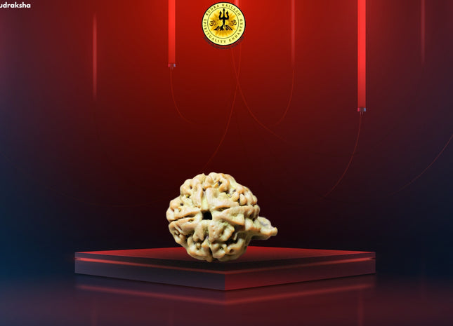4 Mukhi Ganesh Rudraksha, Double Blessings, Double Power, Double Protection