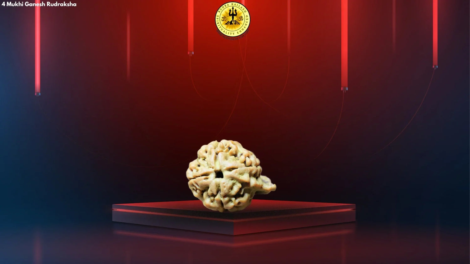 4 Mukhi Ganesh Rudraksha, Double Blessings, Double Power, Double Protection