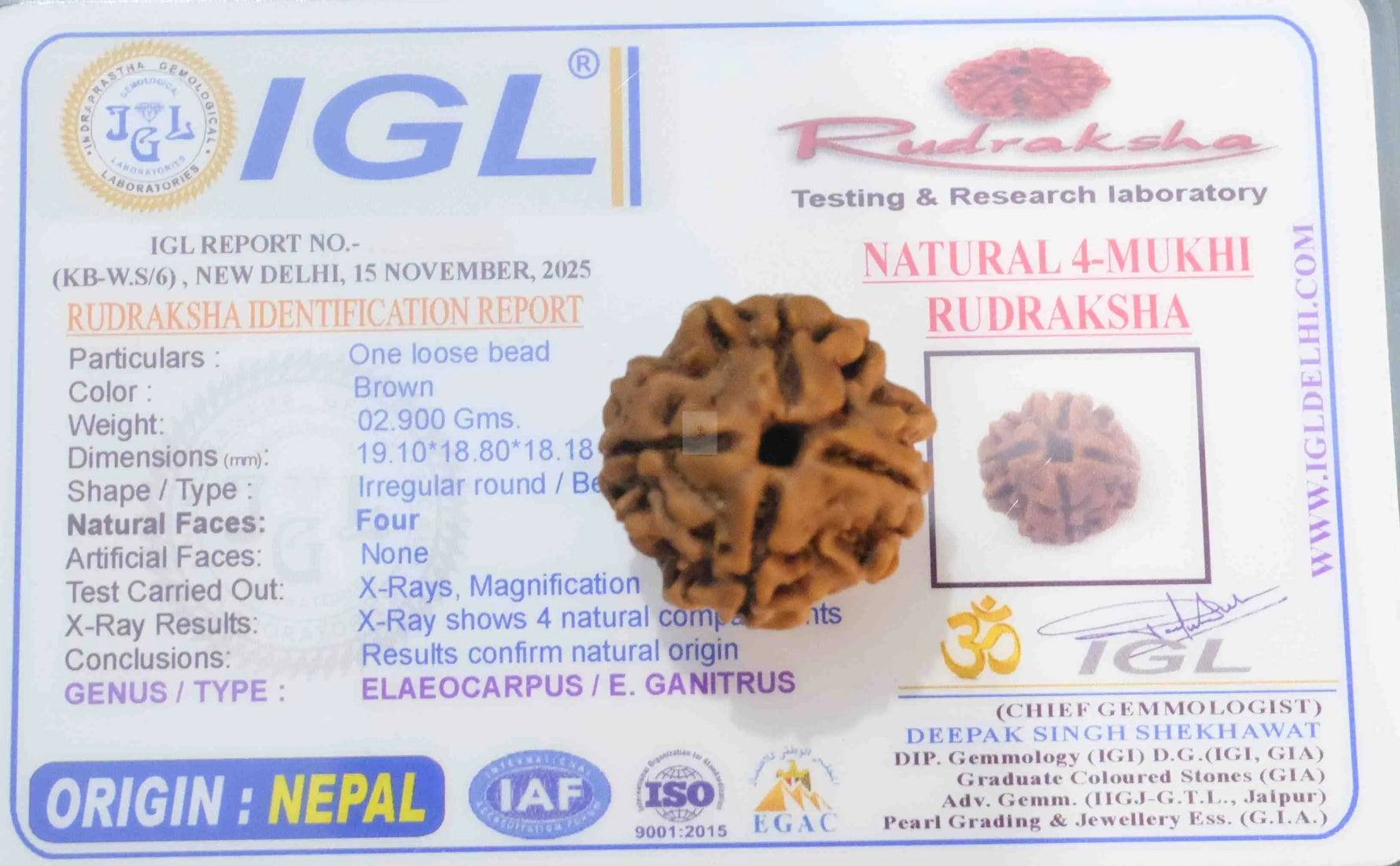 4 Mukhi Rudraksha - Rudra Kailash