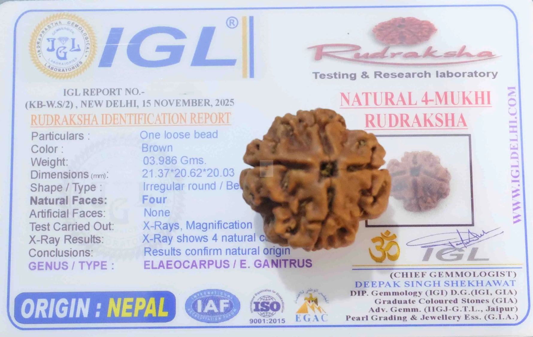 4 Mukhi Rudraksha - Rudra Kailash