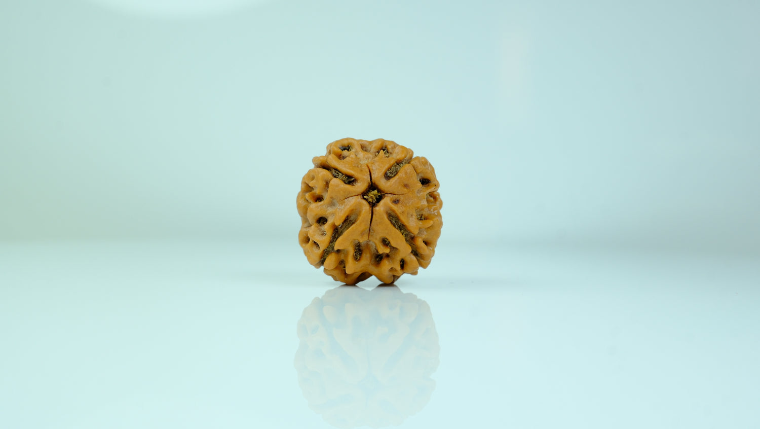 4 Mukhi Rudraksha