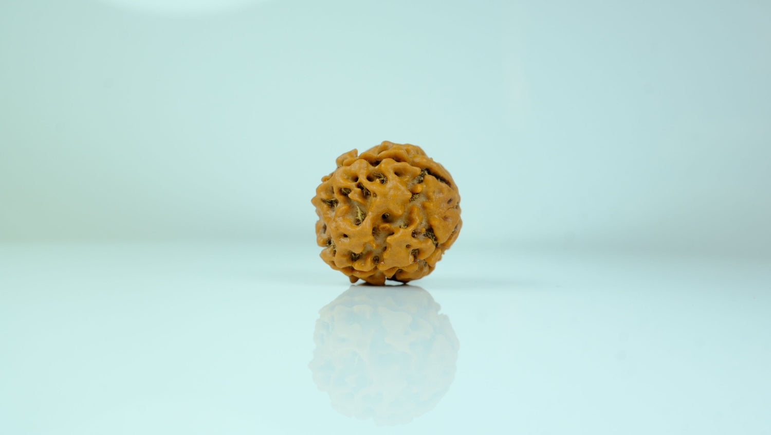 4 Mukhi Rudraksha